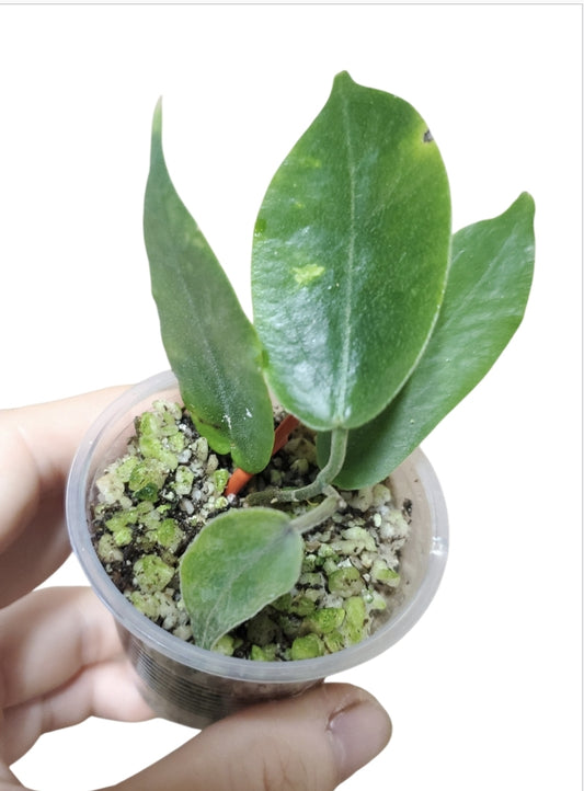 H. inflata