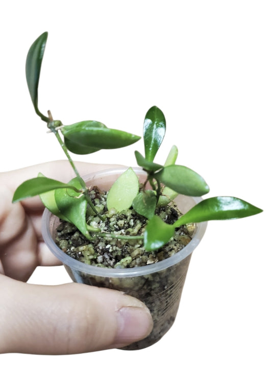 H. picta