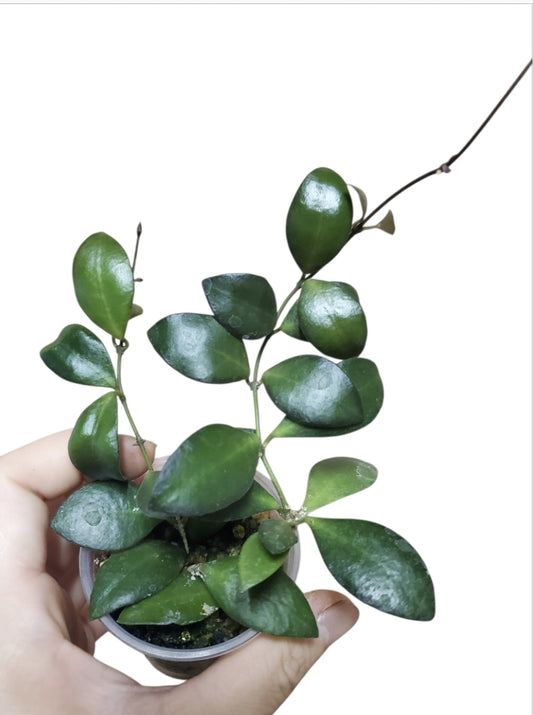 H. leytensis