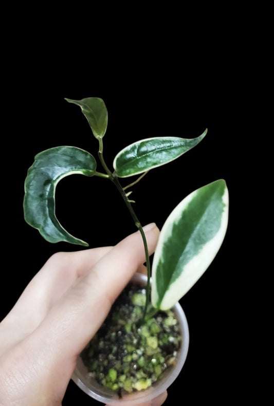 H. Kenejiana albo