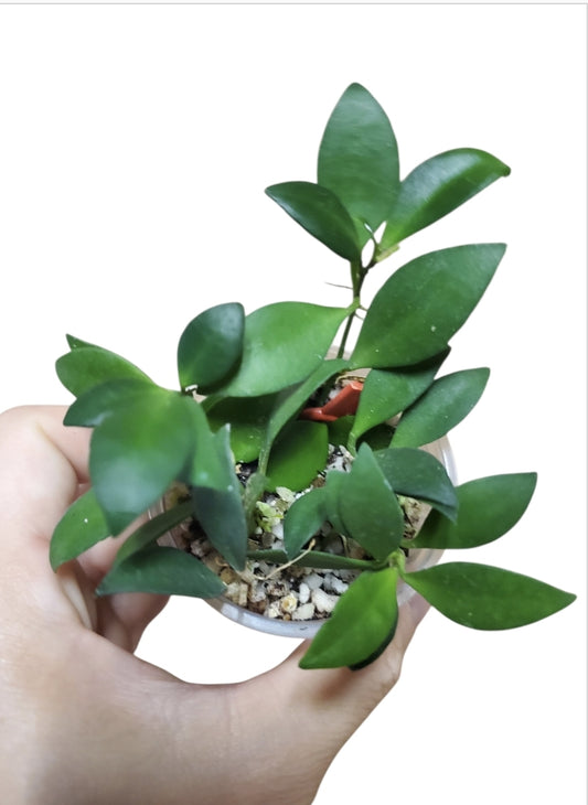 H. mini pixie