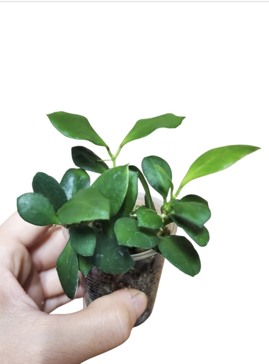 H. heuschkeliana pink