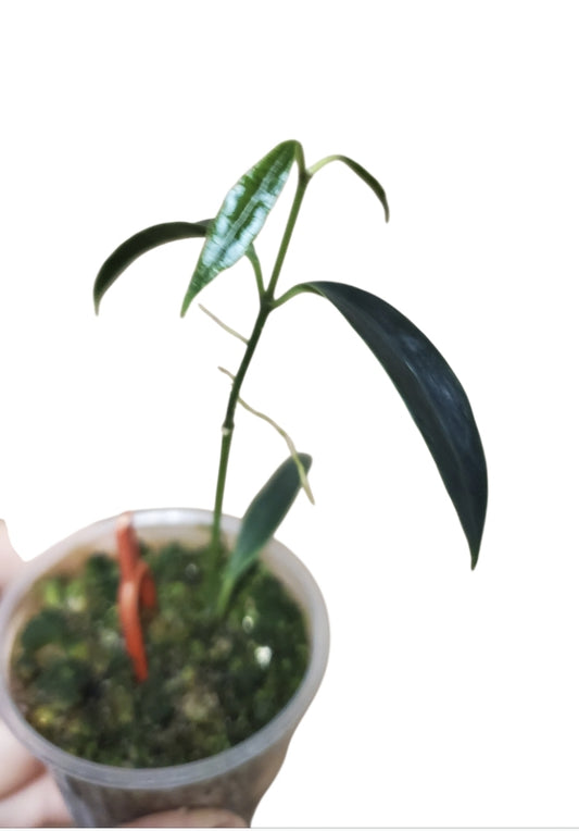H. greenii