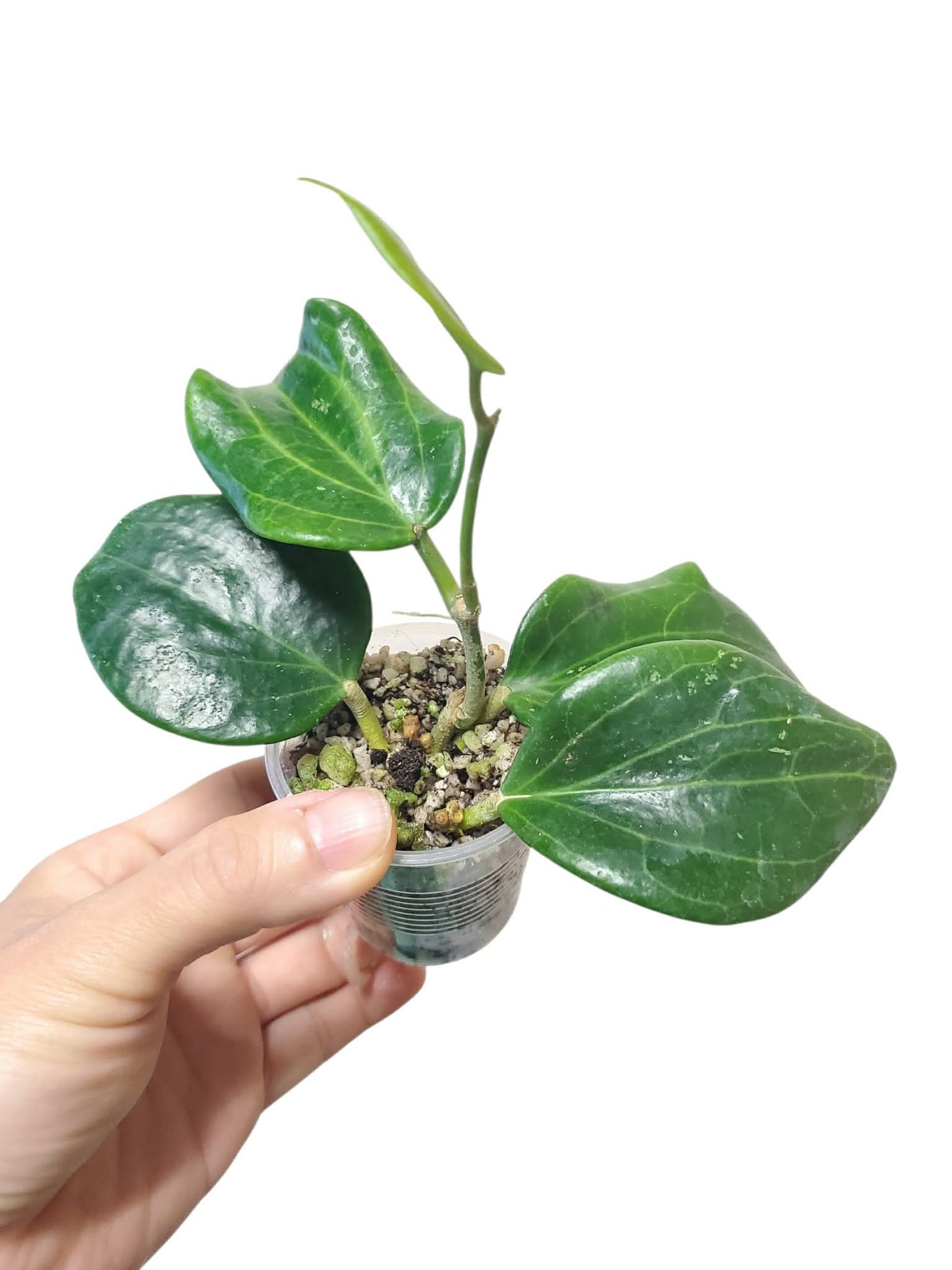H. quinquenervia