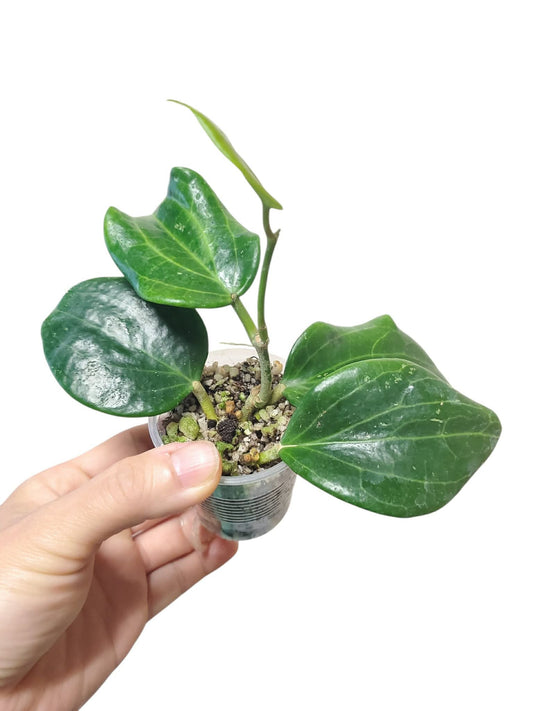 H. quinquenervia