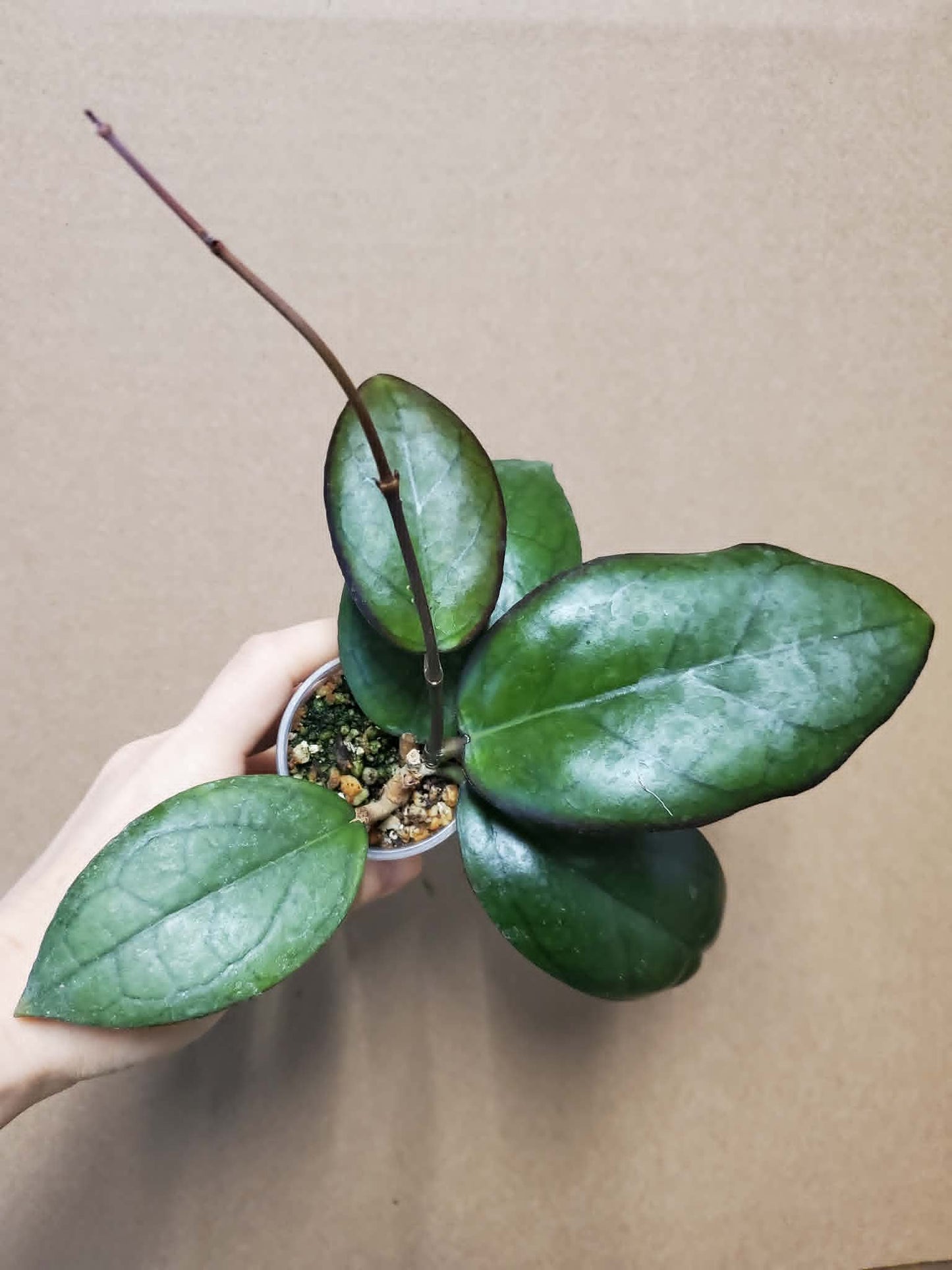 H. puom siam rubi