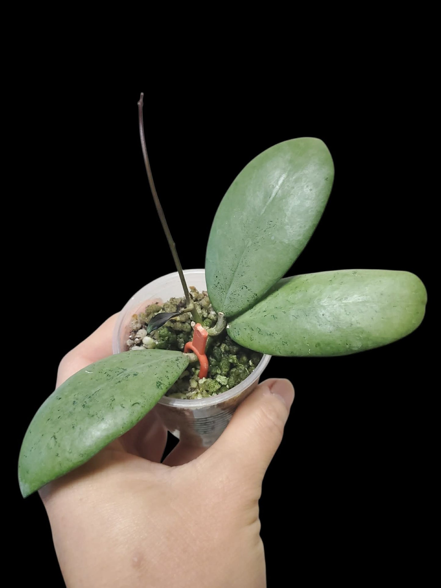 H. erythrostemma silver