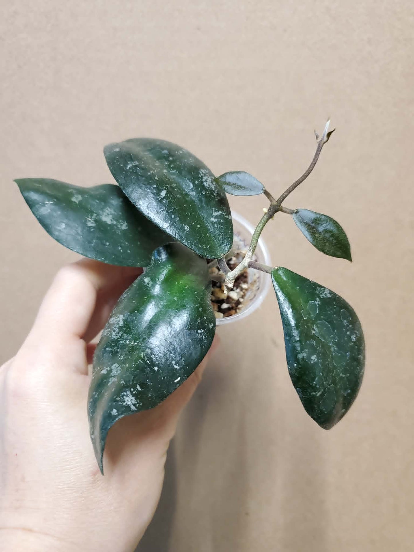 H. phuwuaensis round leaves