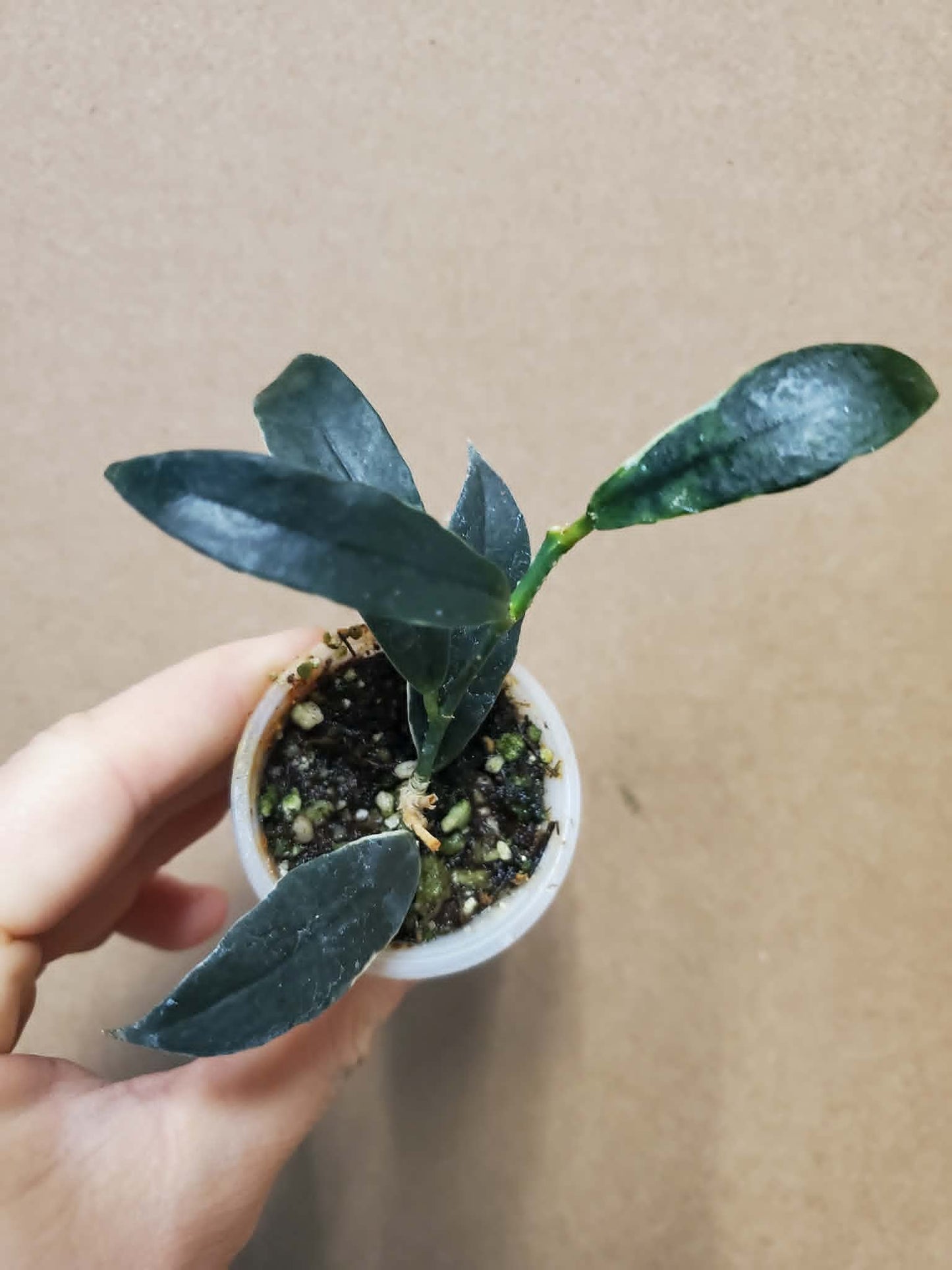 H. lobbii albomarginata