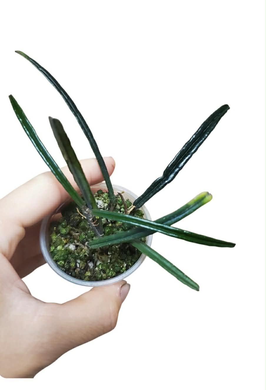H. insularis
