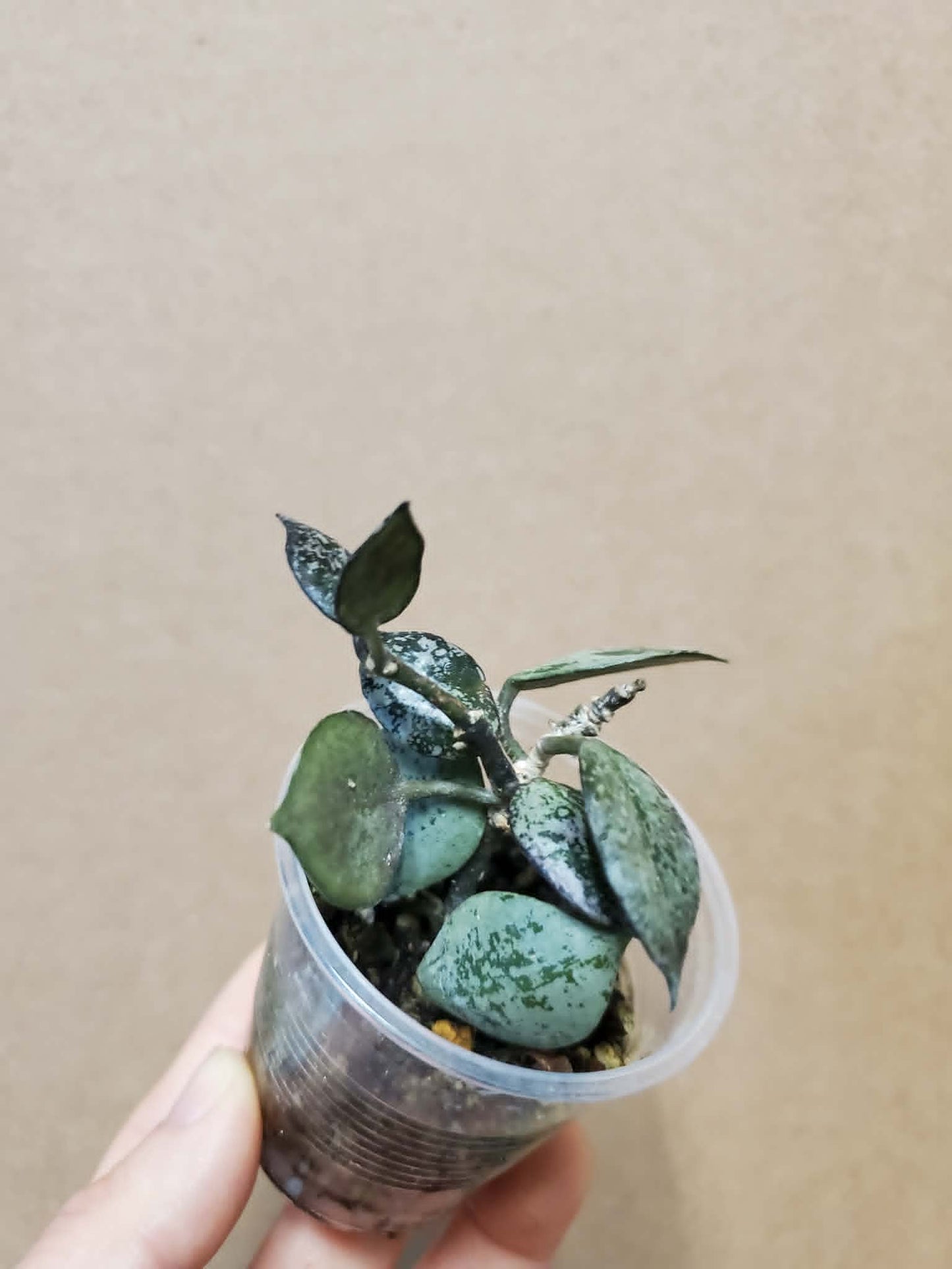 H. krohniana black silver