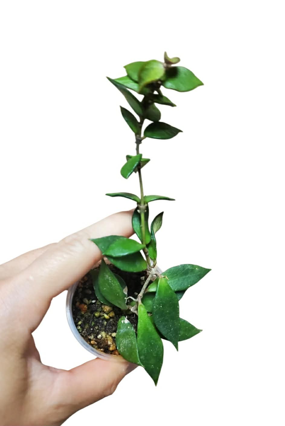 H. bakoensis