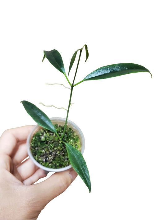 H. greenii