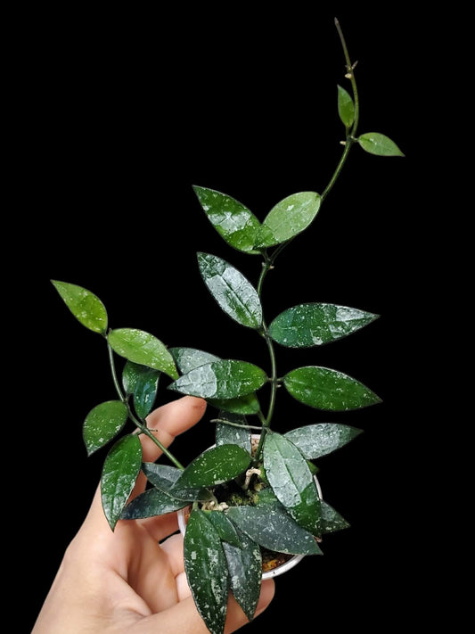 H. lacunosa Laos snow cap