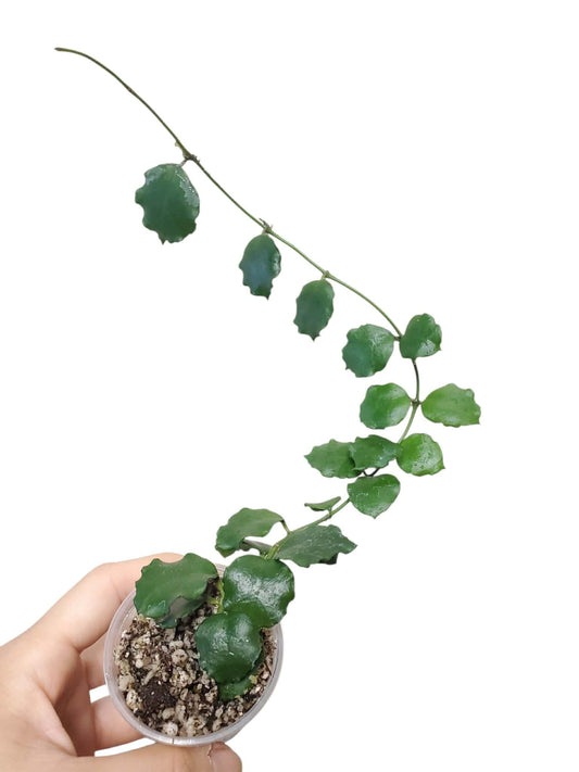 H. endauensis