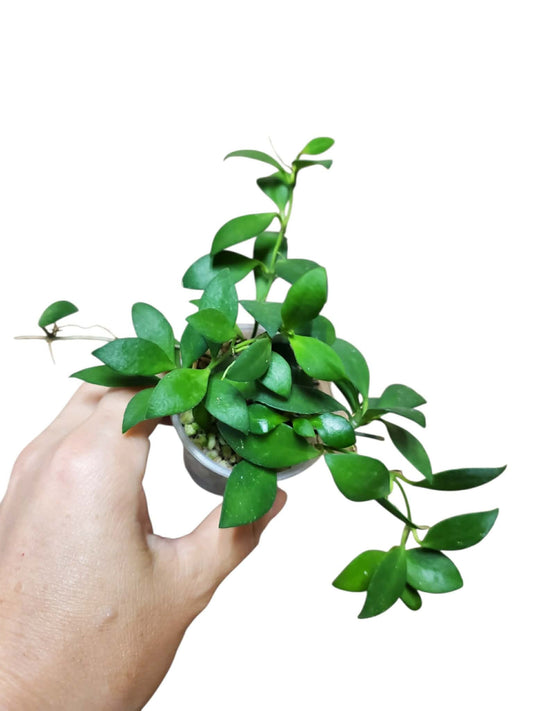 H. mini pixie