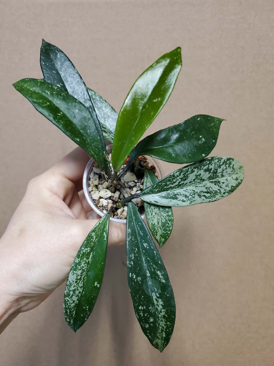 H. pubicalyx  pink  splash