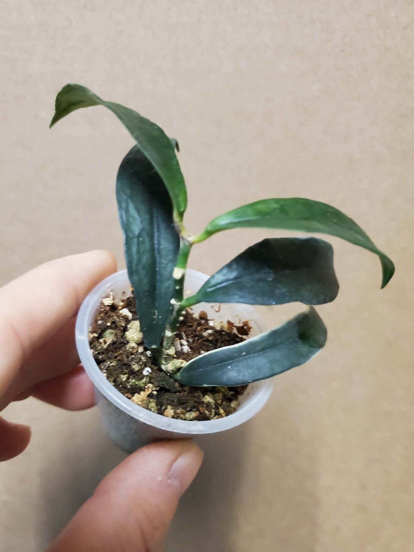 H. lobbii albomarginata
