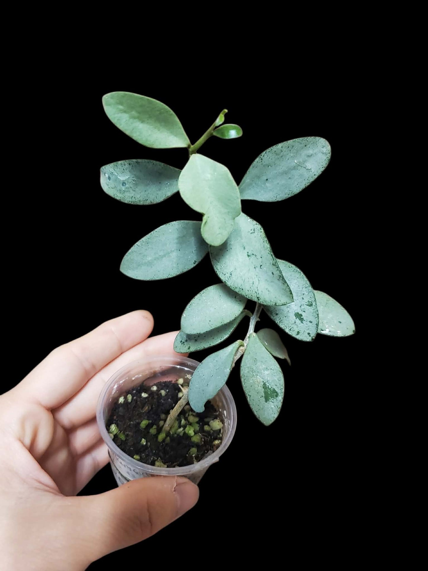 H. nummularioides silver