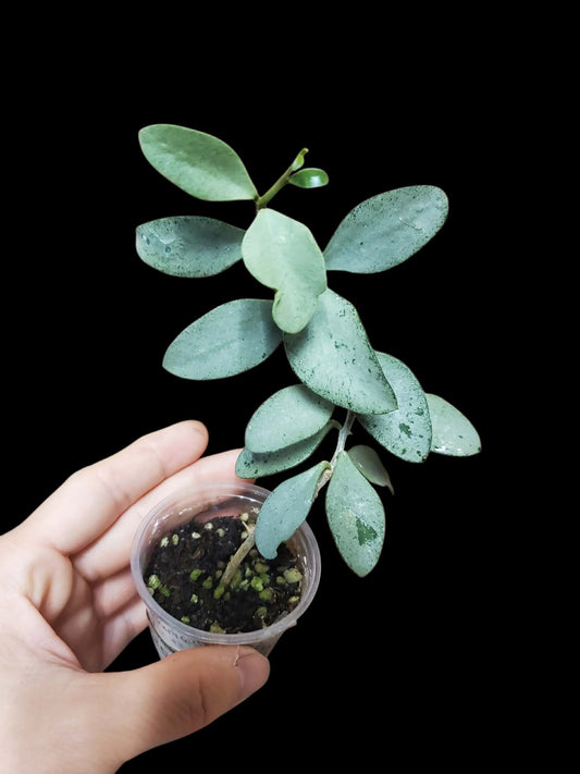 H. nummularioides silver