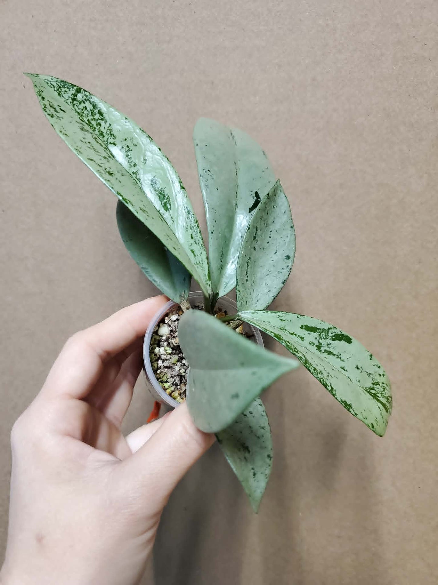H. pubicalyx pink silver ghost