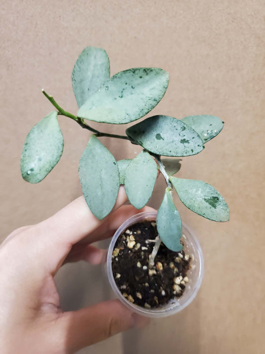 H. nummularioides silver