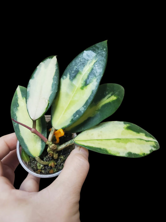 H. acuta var