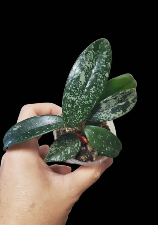 H. carnosa Taiwan pink splash