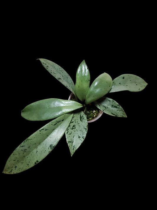 H. pubicalyx pink silver ghost