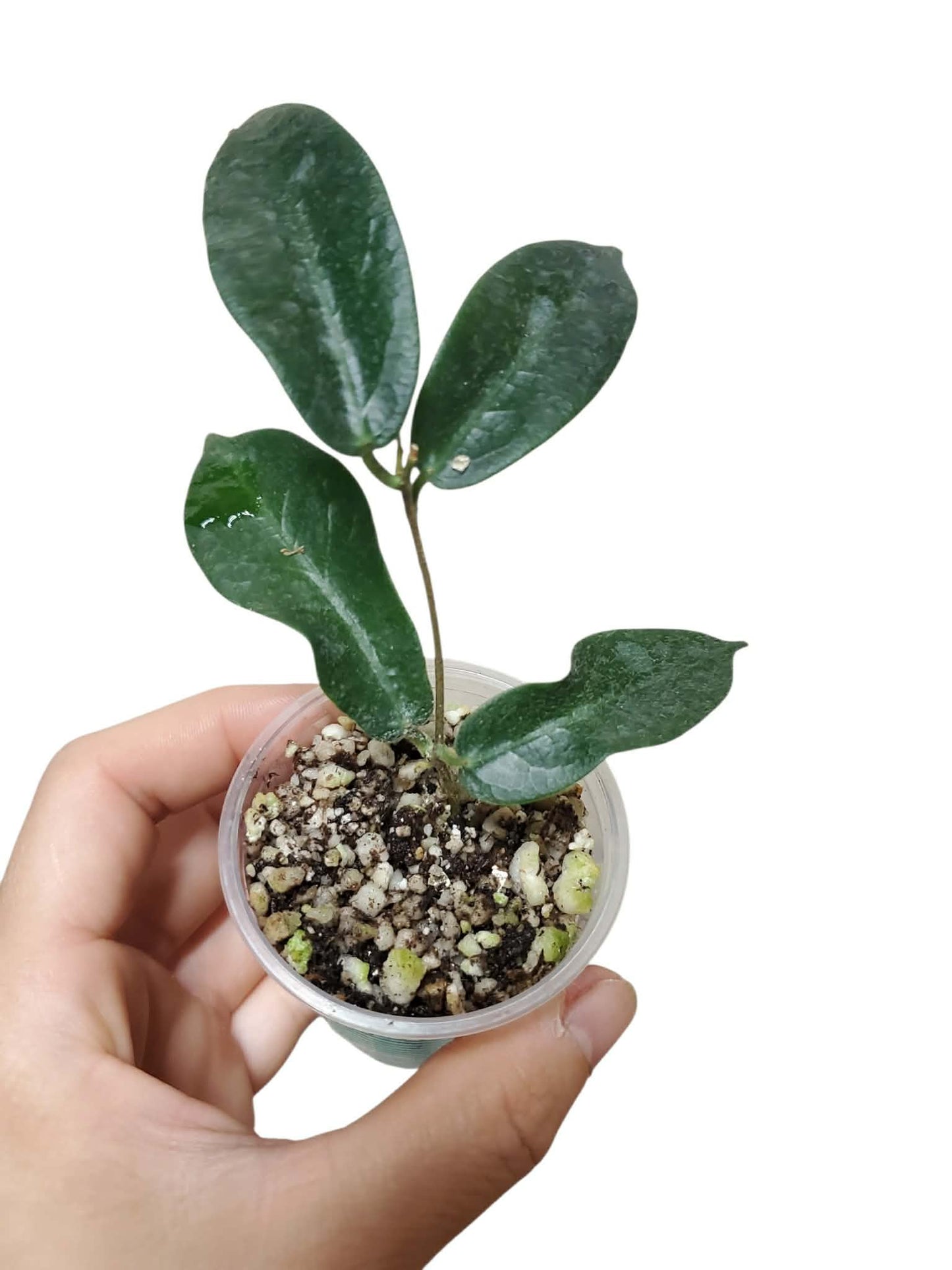 H. patella pink