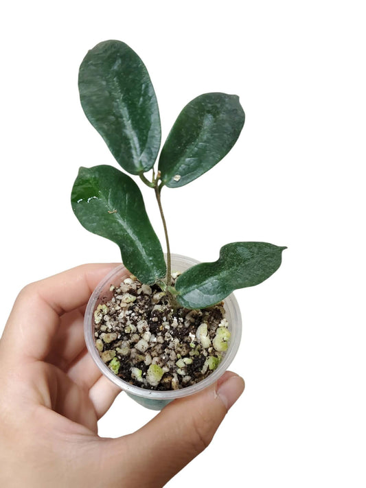 H. patella pink
