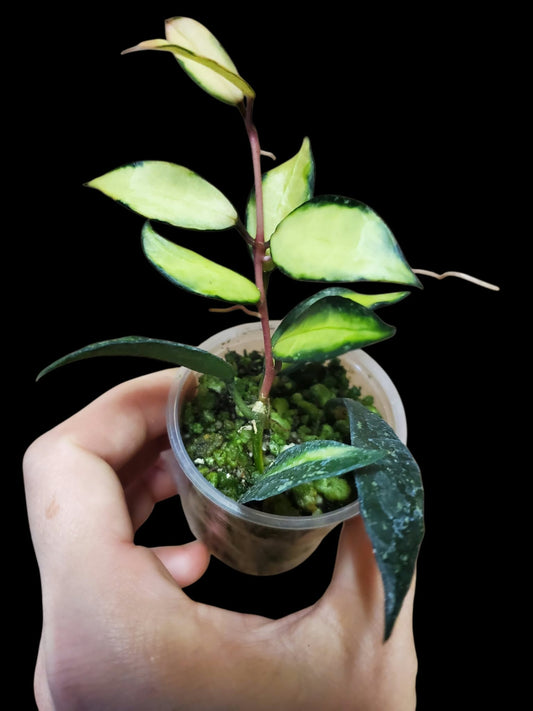 H. lacunosa souma