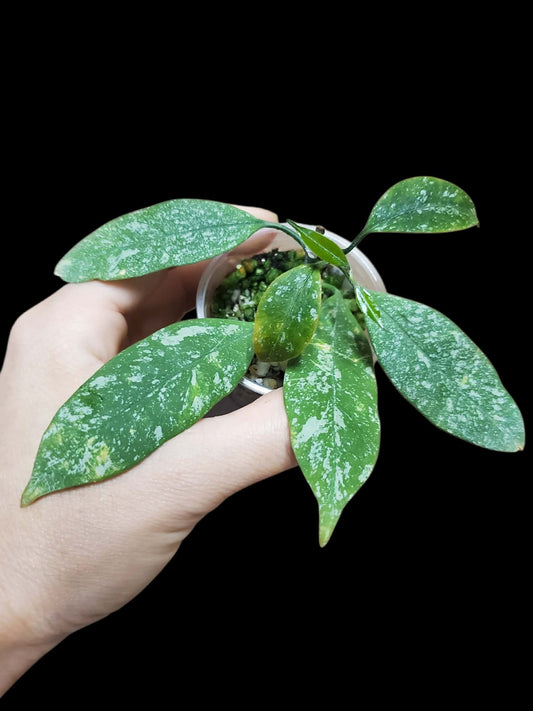 H. multiflora mini splash