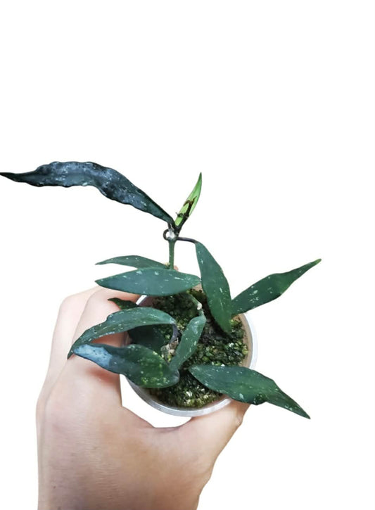 H. mirabilis