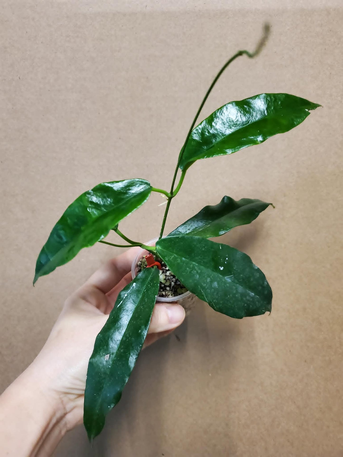 H. kaimuki