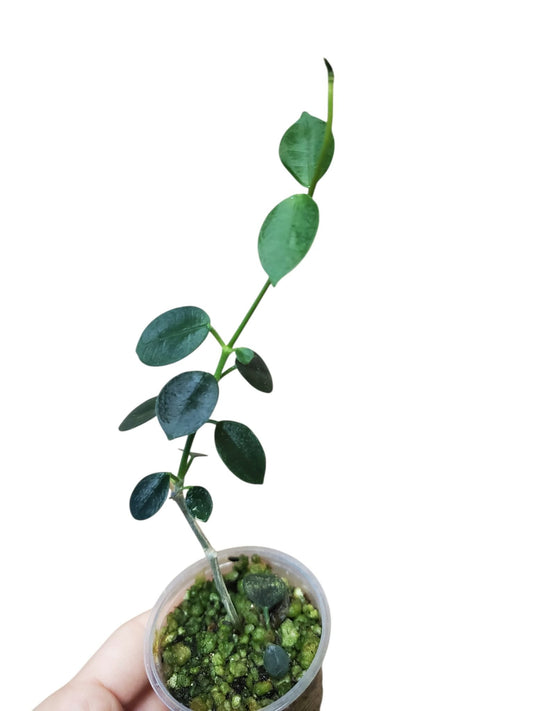 H. lithophitica