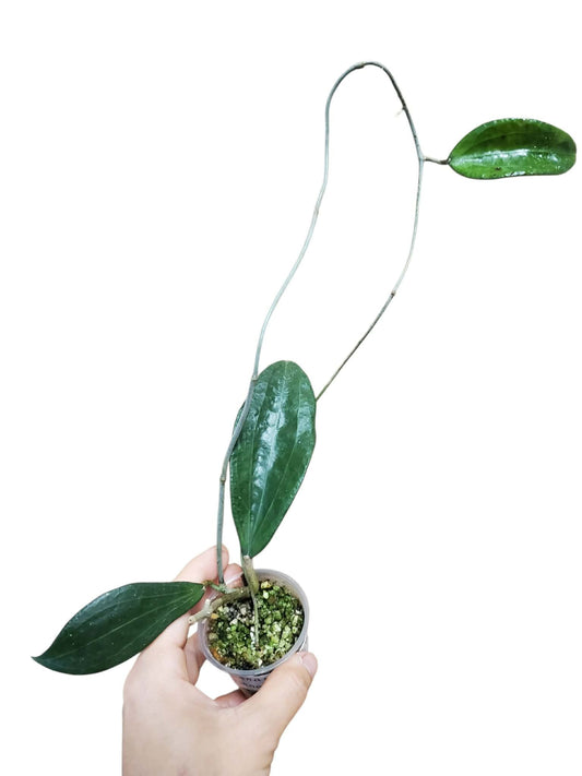 H. cinnamomifolia var cinnamomifolia