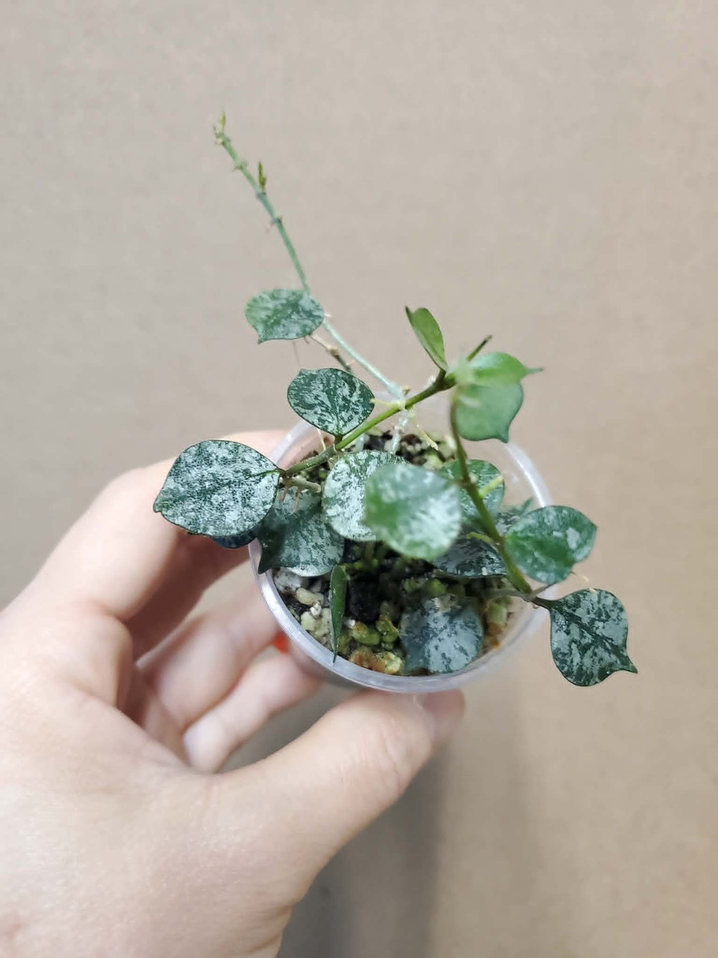 H. curtisii silver