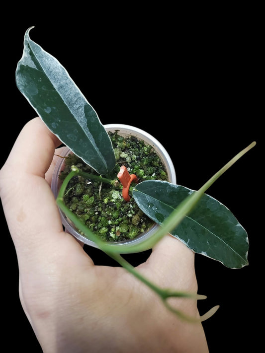 H. boutii albo