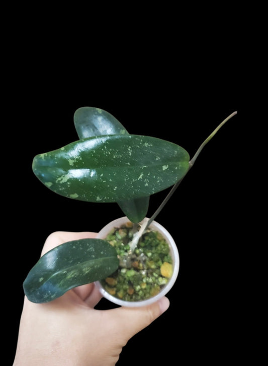 H. aff parasitica pink splash