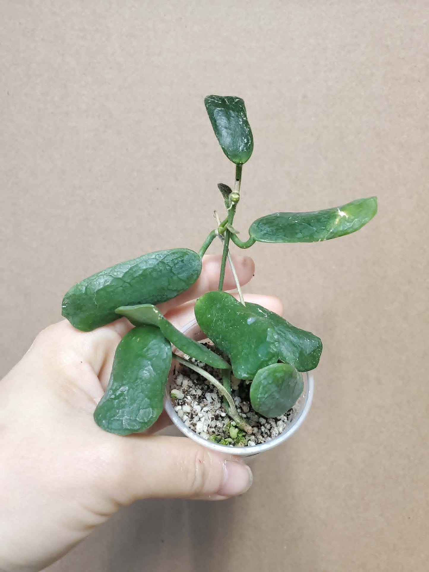 H. rotundiflora