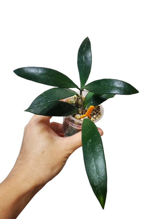 H. micrantha