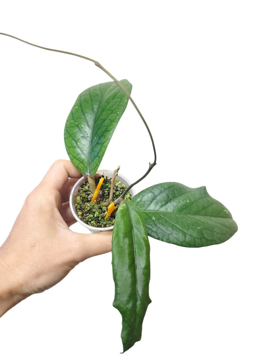 H. vitellinoides
