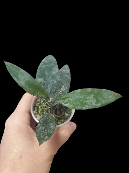 H. flagellata splash