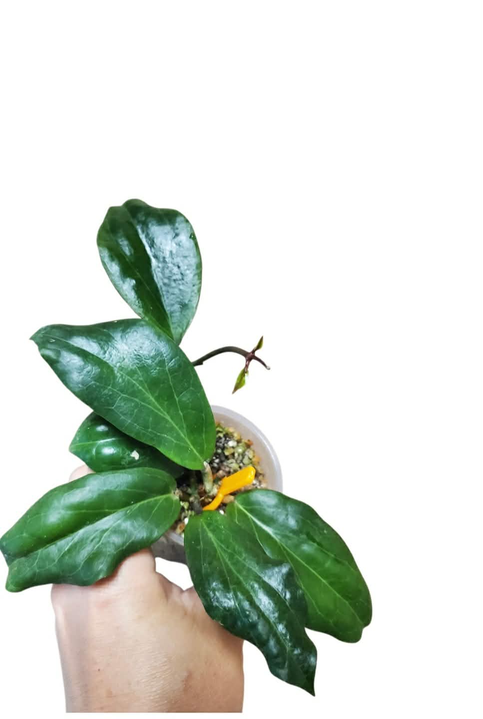H. fitchii yellow