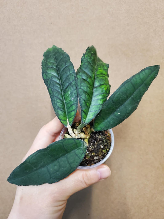 H. finlaysonii long leaves